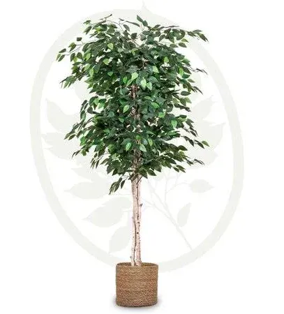 Maia Artificial Ficus Tree 6ft Tall Tropical Home Decoration, 71 Inches (Used)