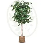 Maia Shop Artificial Ficus Tree 6 Feet Tall Tropical Home Decoration, 71 Inches