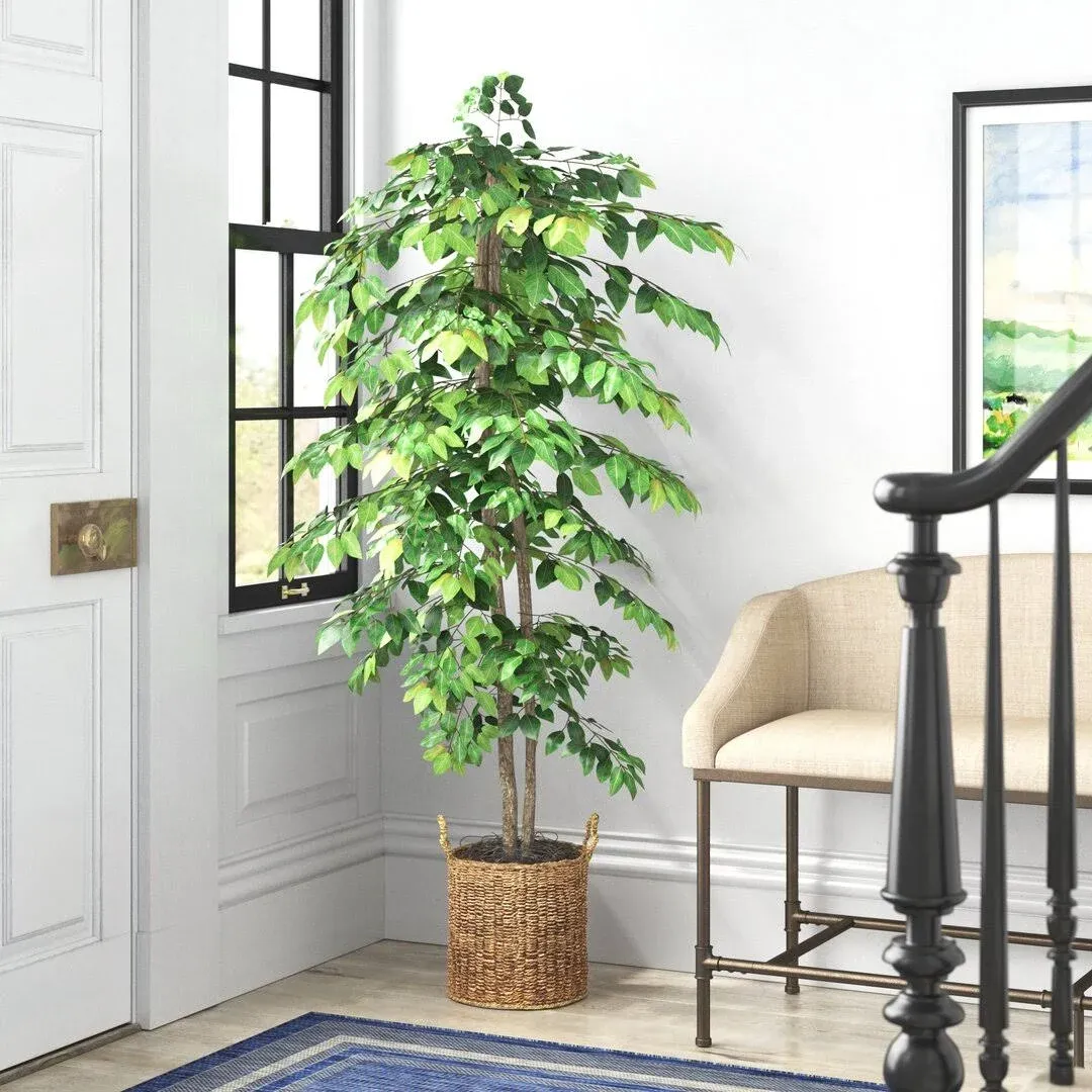 Birch Lane 72" Artificial Ficus Tree in Basket