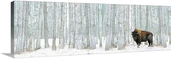 CANVAS ON DEMAND Bison Standing in Snow Among Poplar Trees in Elk Island National Park Alberta, Canada Canvas Wall Art Print by Richard Wear, Home Decor, Wildlife, Animals Artwork, 36"x12"